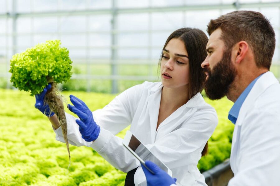 Woman and man in laboratory robes examine carefully plants in the greenhouse